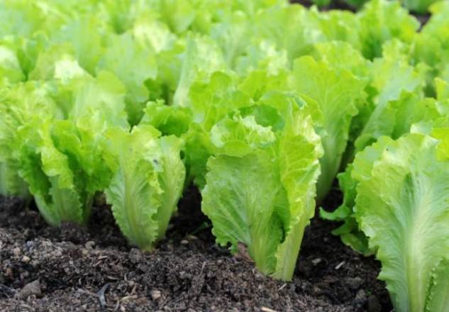 Овощи и зелень, которые можно посадить в огороде в начале сентября